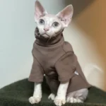 Solid-color cotton hoodie for cats, kittens, and small dogs