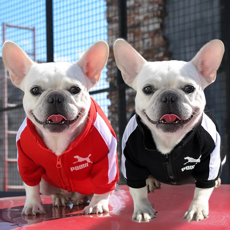 Dog wearing a solid-color polyester pullover baseball-style jacket