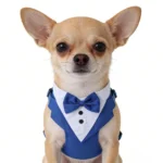 Pet tuxedo-style suit with bowtie available in blue, black, and gray