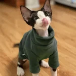 Solid-color cotton hoodie for cats, kittens, and small dogs