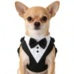 Pet tuxedo-style suit with bowtie available in blue, black, and gray